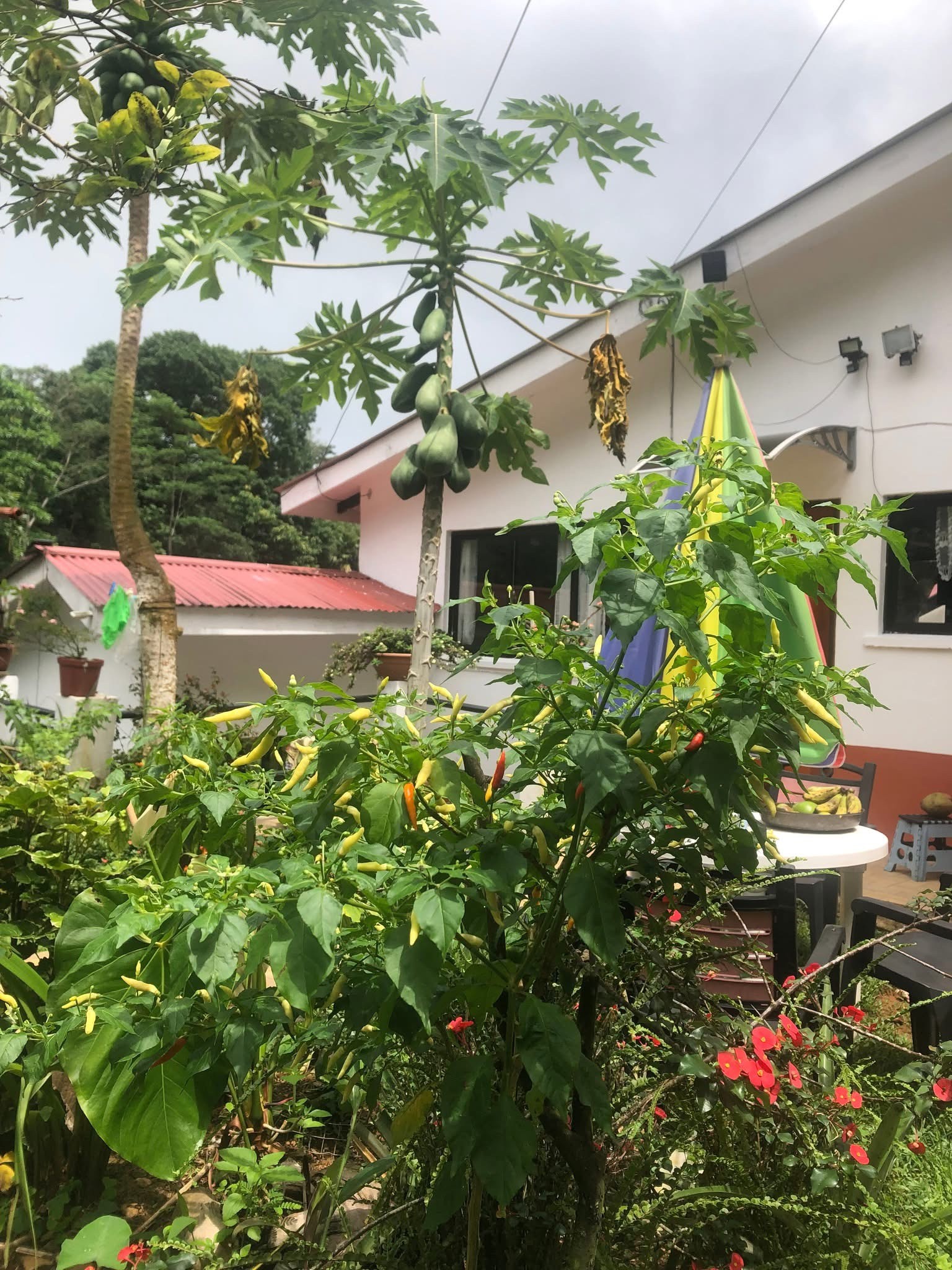 Lush tropical garden with papaya trees